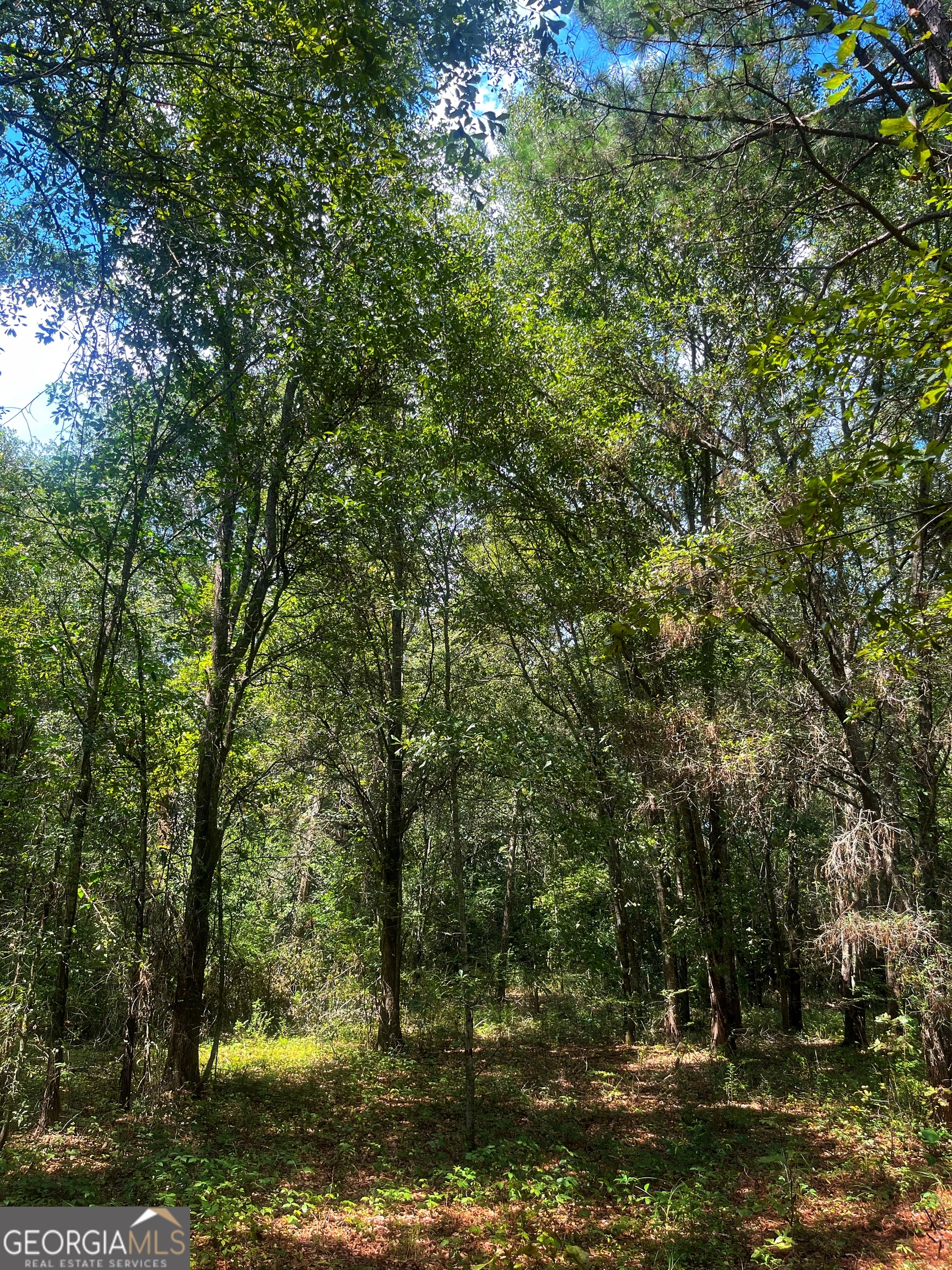1508 Liberty Expressway Albany, GA 31705 - Photo 49 of 55 a view of a forest with lots of trees