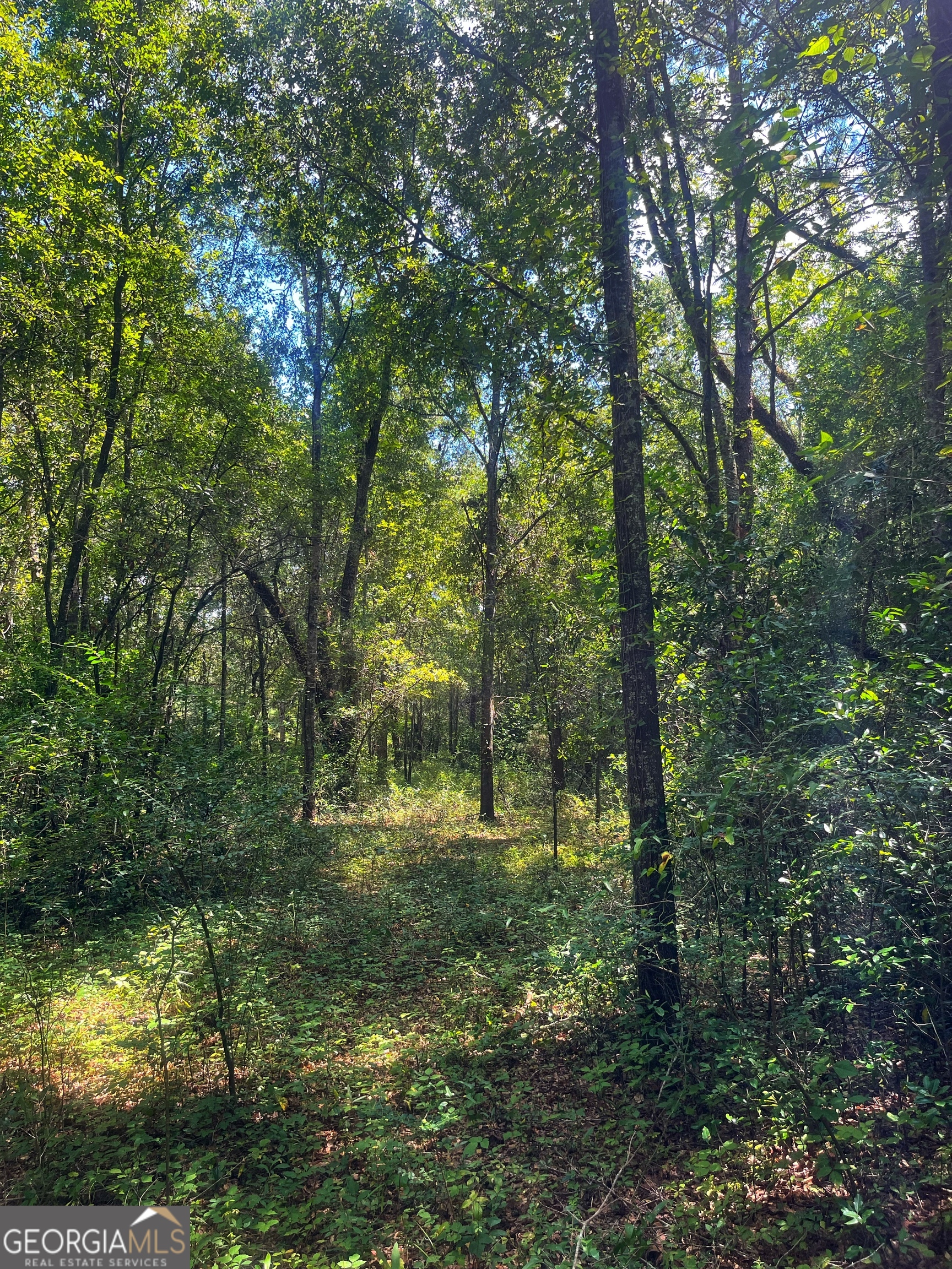 1508 Liberty Expressway Albany, GA 31705 - Photo 51 of 55 a big yard with lots of green space and deers