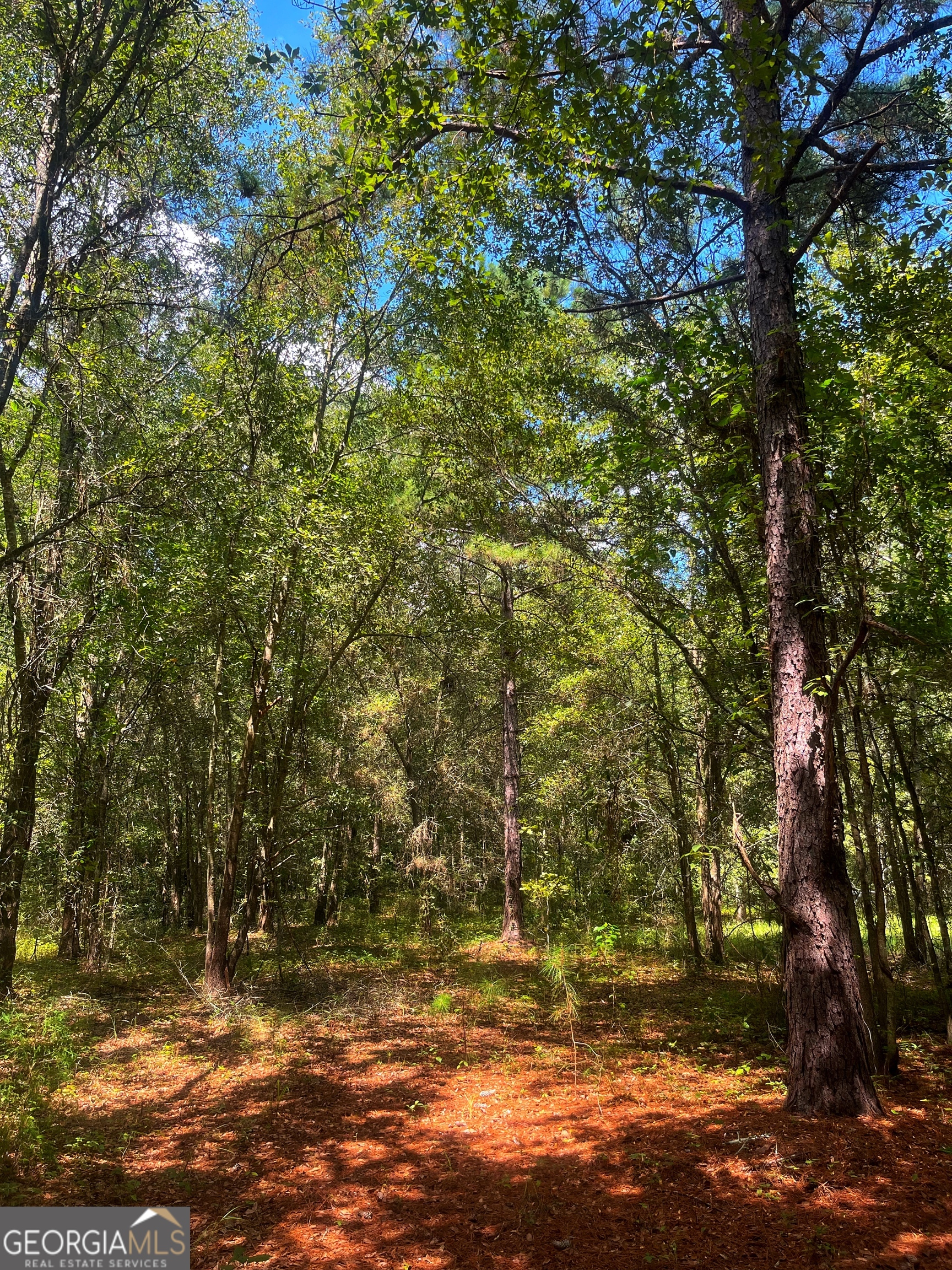 1508 Liberty Expressway Albany, GA 31705 - Photo 53 of 55 a view of a yard with a tree