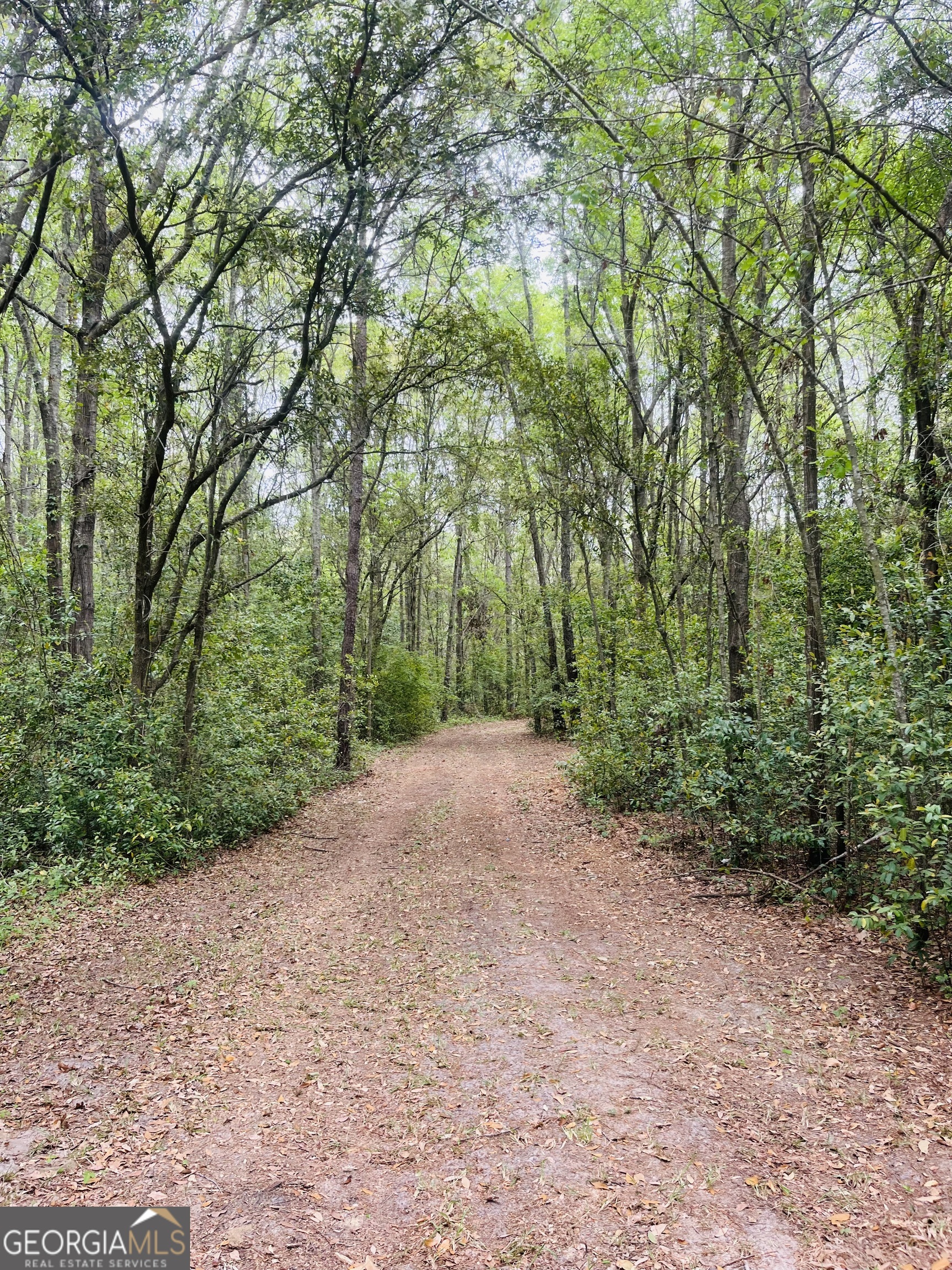 1508 Liberty Expressway Albany, GA 31705 - Photo 54 of 55 a view of a yard with large trees