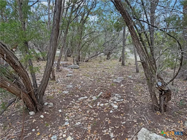 a view of a forest with trees