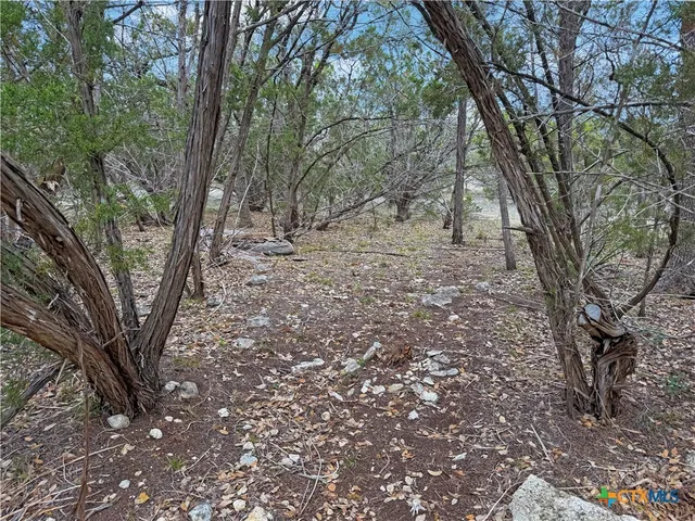 a view of a forest with trees
