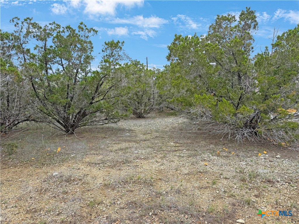 1084 Dog Leg Lane Spring Branch, TX 78070 - Photo 5 of 14 a view of a forest with trees in the background