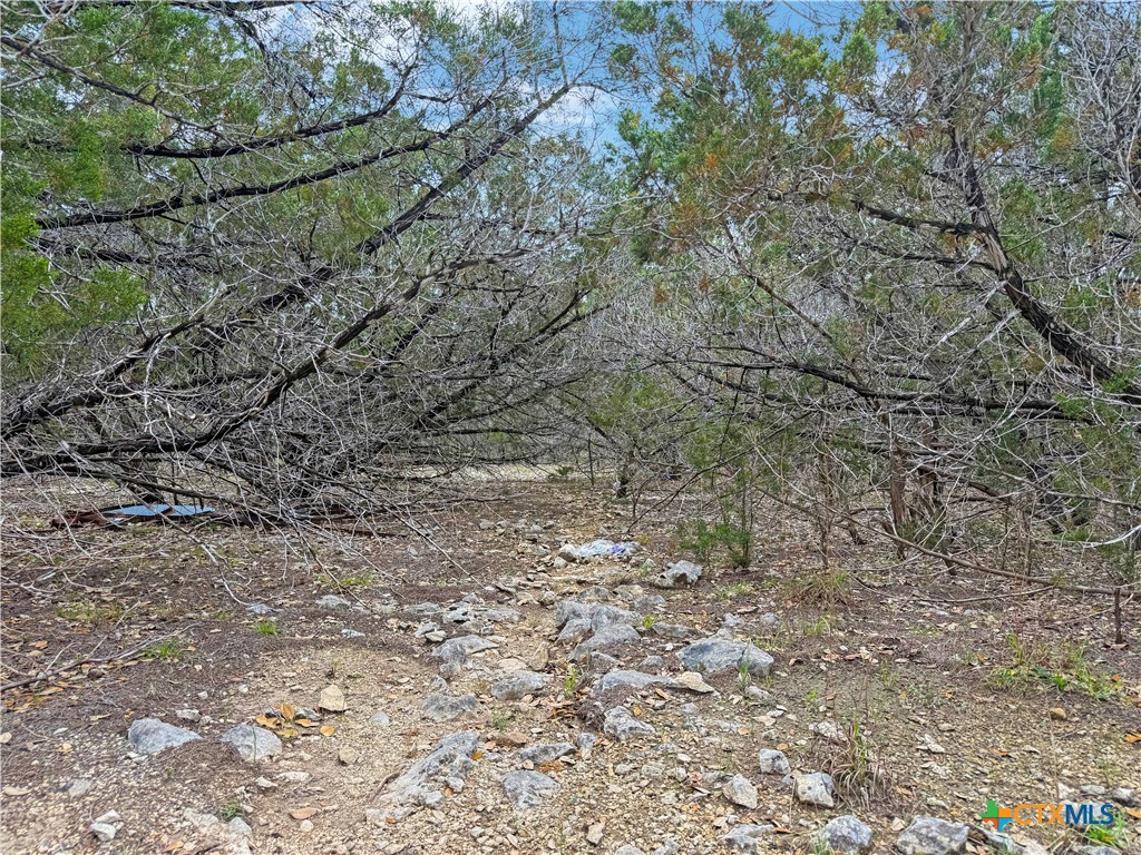 1084 Dog Leg Lane Spring Branch, TX 78070 - Photo 6 of 14 a view of a dry yard with lots of trees