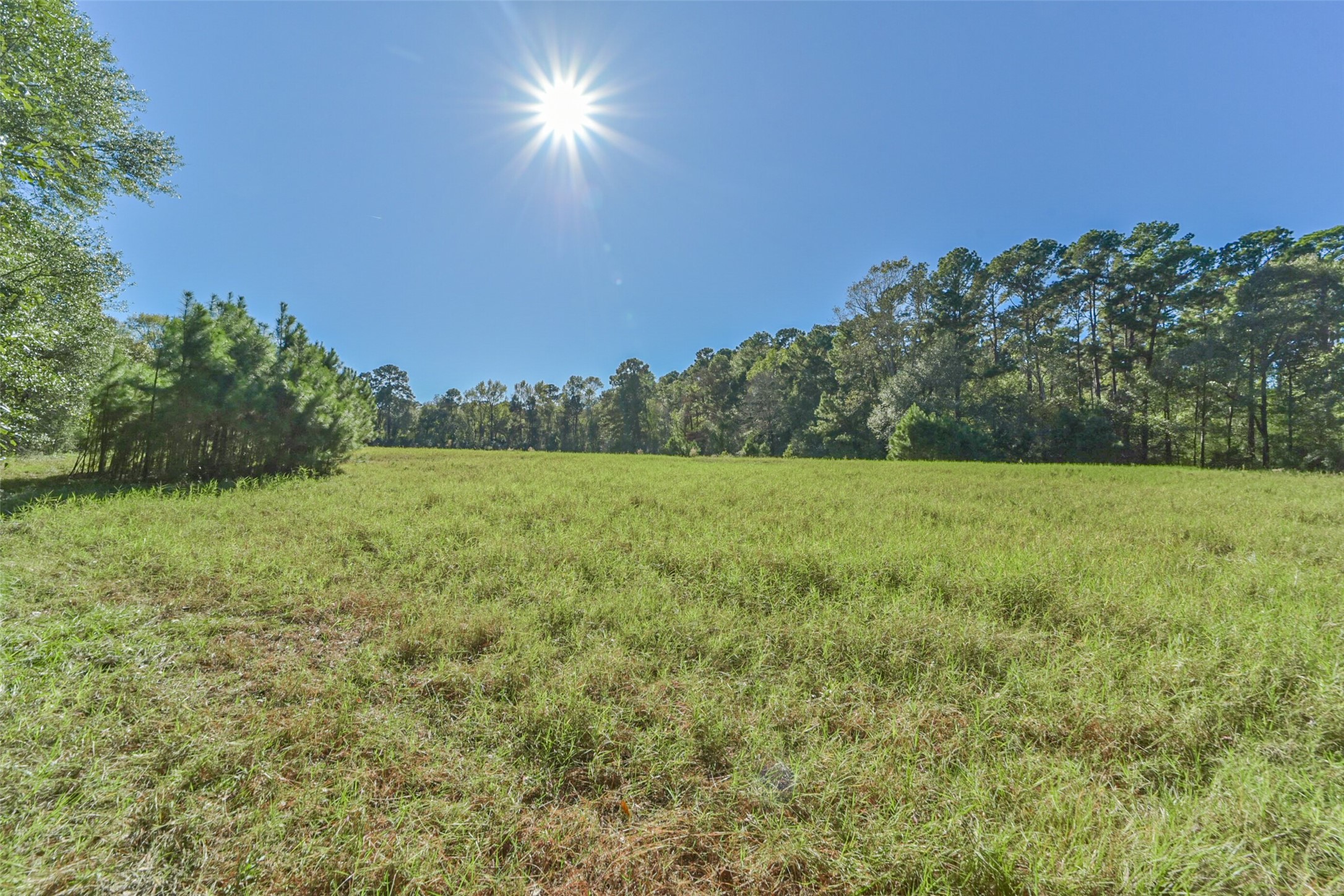 140 Little Loop Road New Waverly, TX 77358 - Photo 7 of 26 a view of a field with an trees in the background