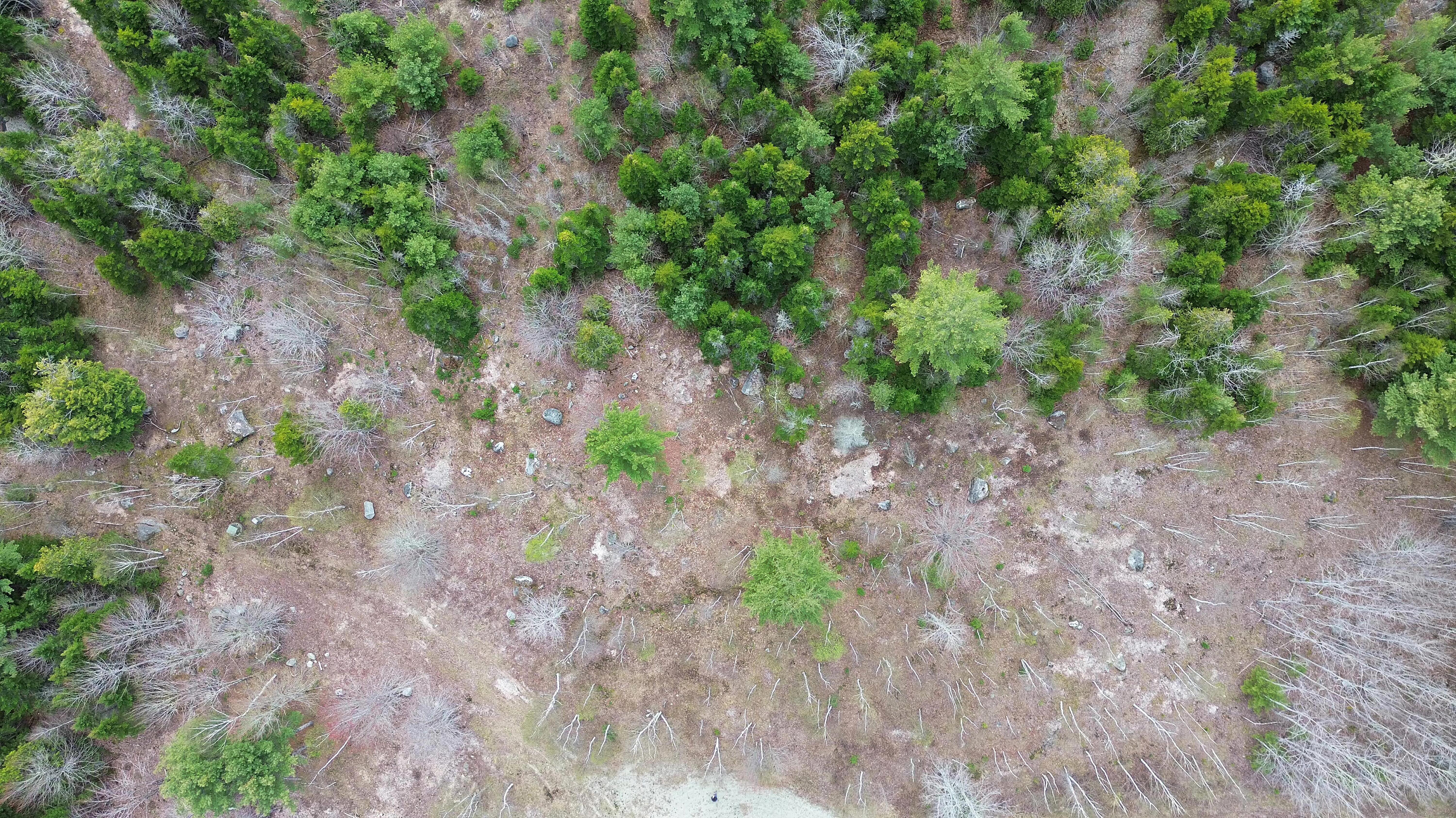 Lot 16 Bailey Mountain Road Franklin, ME 04634 - Photo 5 of 9 LOT16