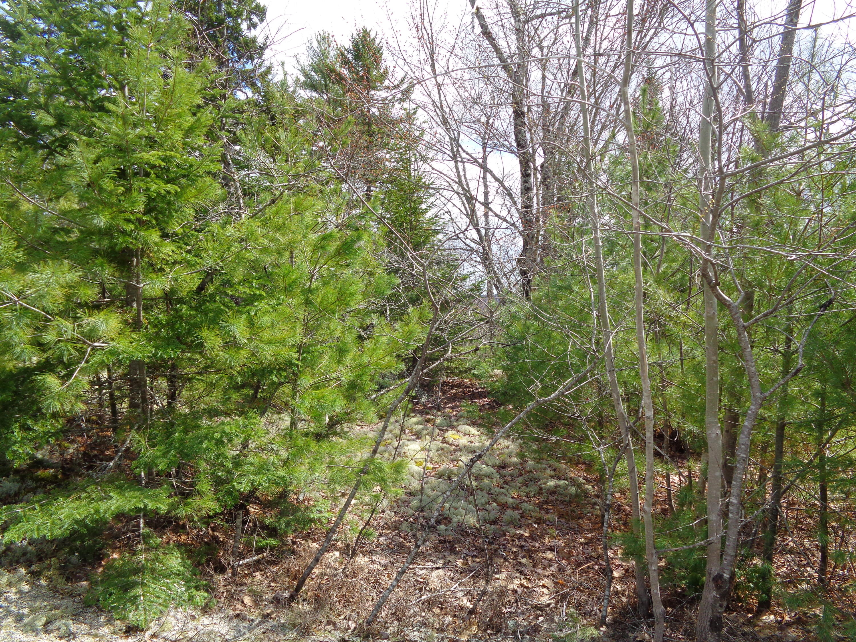 Lot 16 Bailey Mountain Road Franklin, ME 04634 - Photo 8 of 9 Wooded Lots