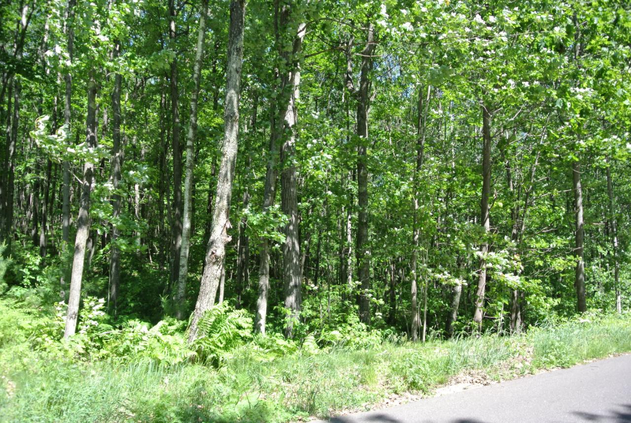 Lot 4 Sutton Road Minocqua, WI 54548 - Photo 8 of 10 Gallery Image 8