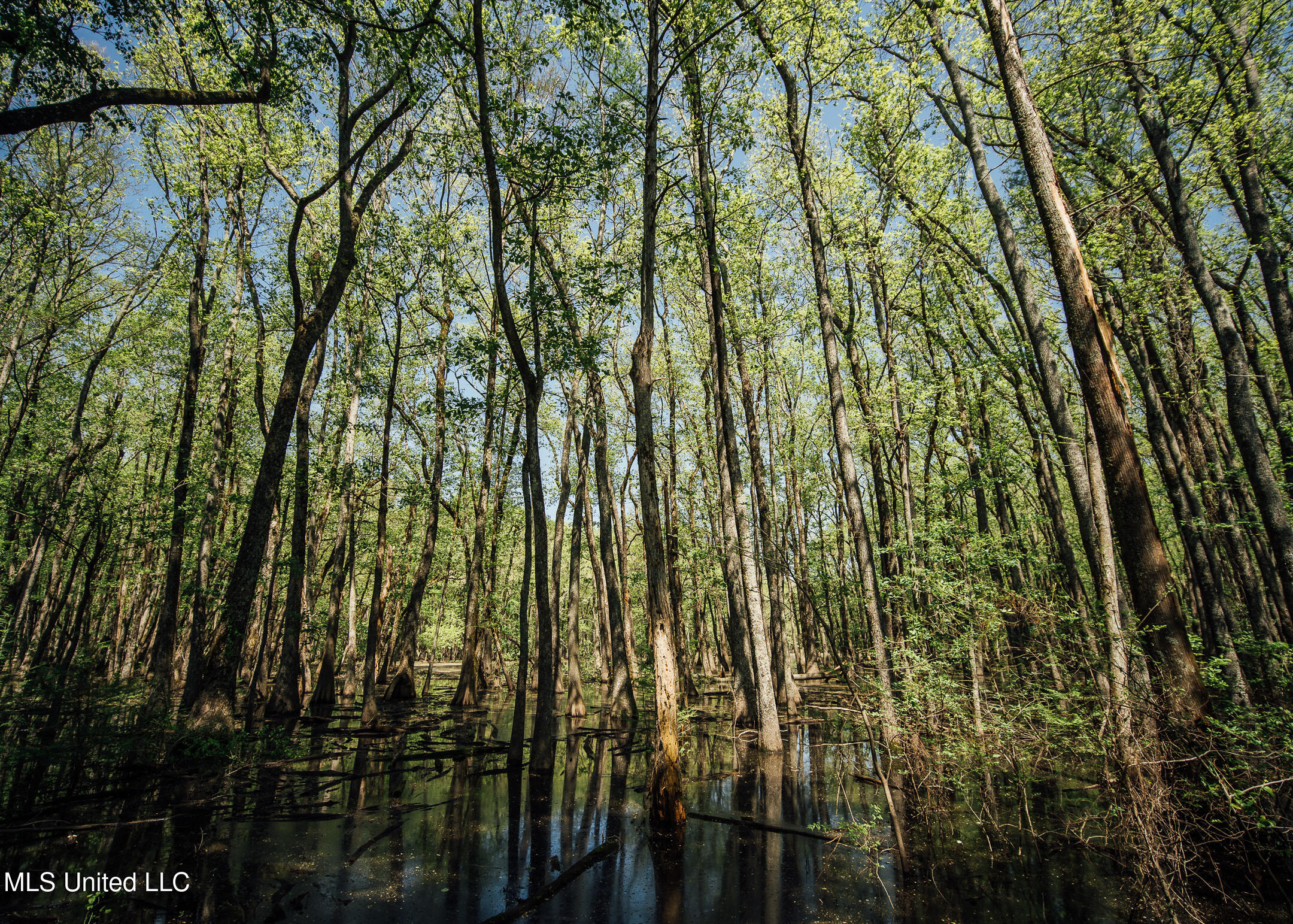 176 County Road Sidon, MS 38954 - Photo 18 of 58 200 Leflore Holly Grove Pics-15