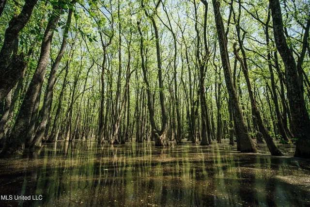 $775,000 | 176 County Road, Sidon, MS 38954