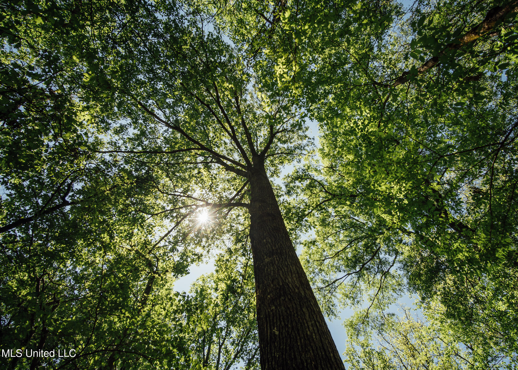 176 County Road Sidon, MS 38954 - Photo 25 of 58 200 Leflore Holly Grove Pics-26