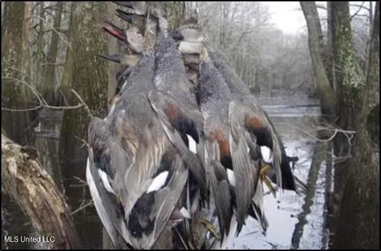 $775,000 | 176 County Road, Sidon, MS 38954