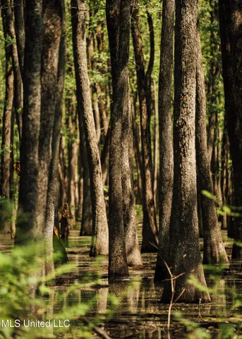 $775,000 | 176 County Road, Sidon, MS 38954