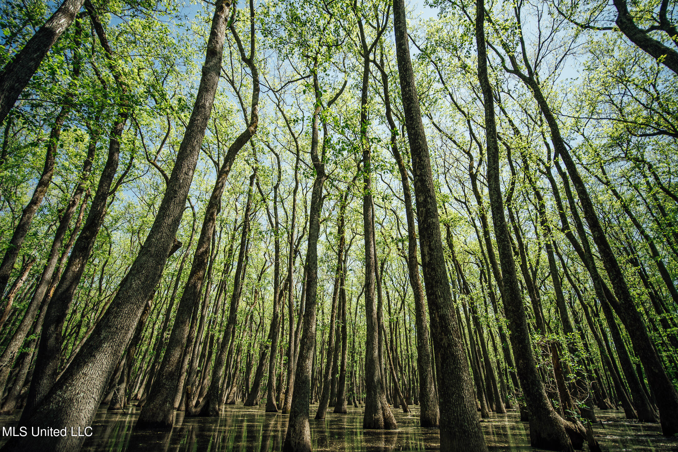 176 County Road Sidon, MS 38954 - Photo 4 of 58 4