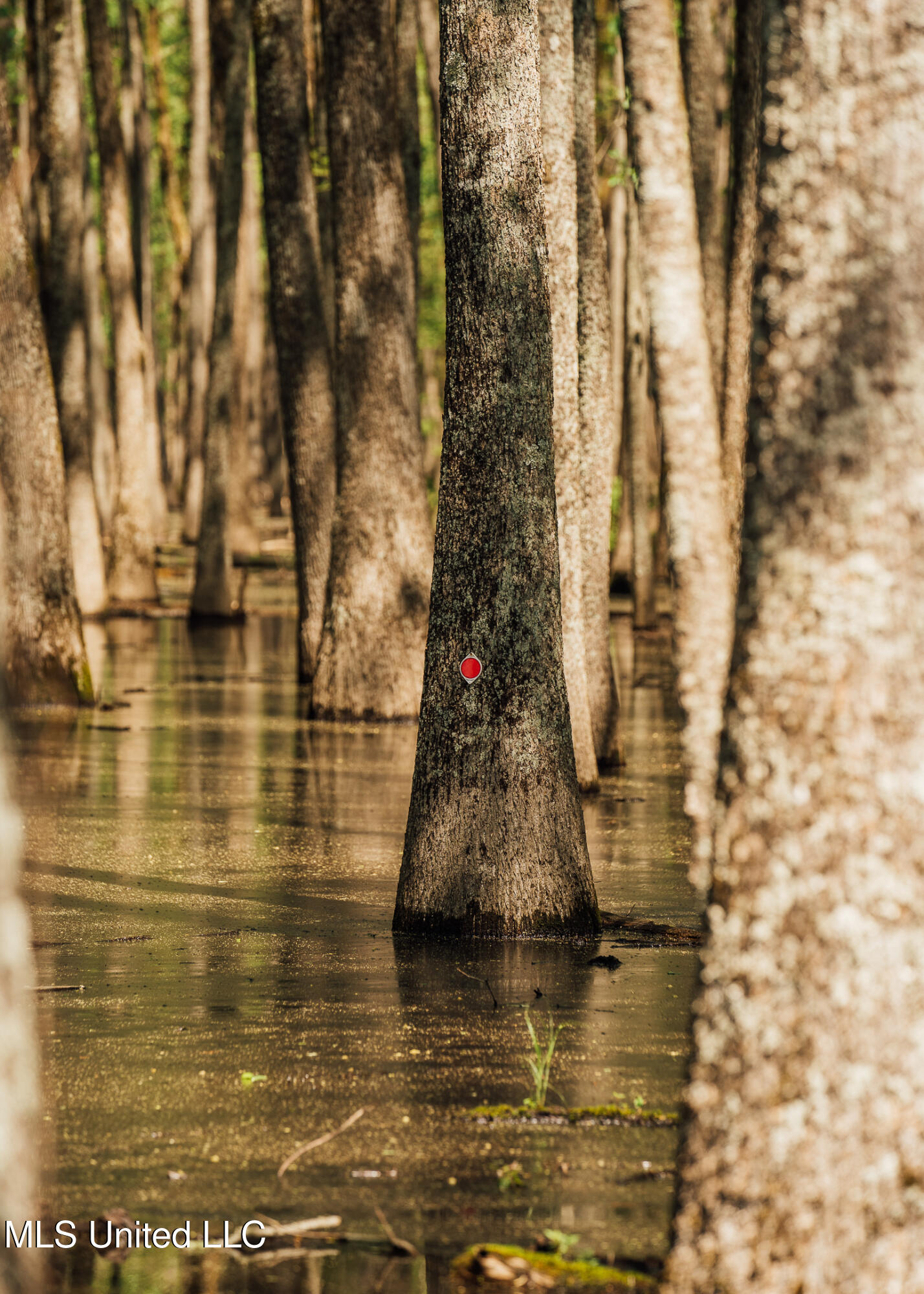 176 County Road Sidon, MS 38954 - Photo 51 of 59 200 Leflore Holly Grove Pics-43