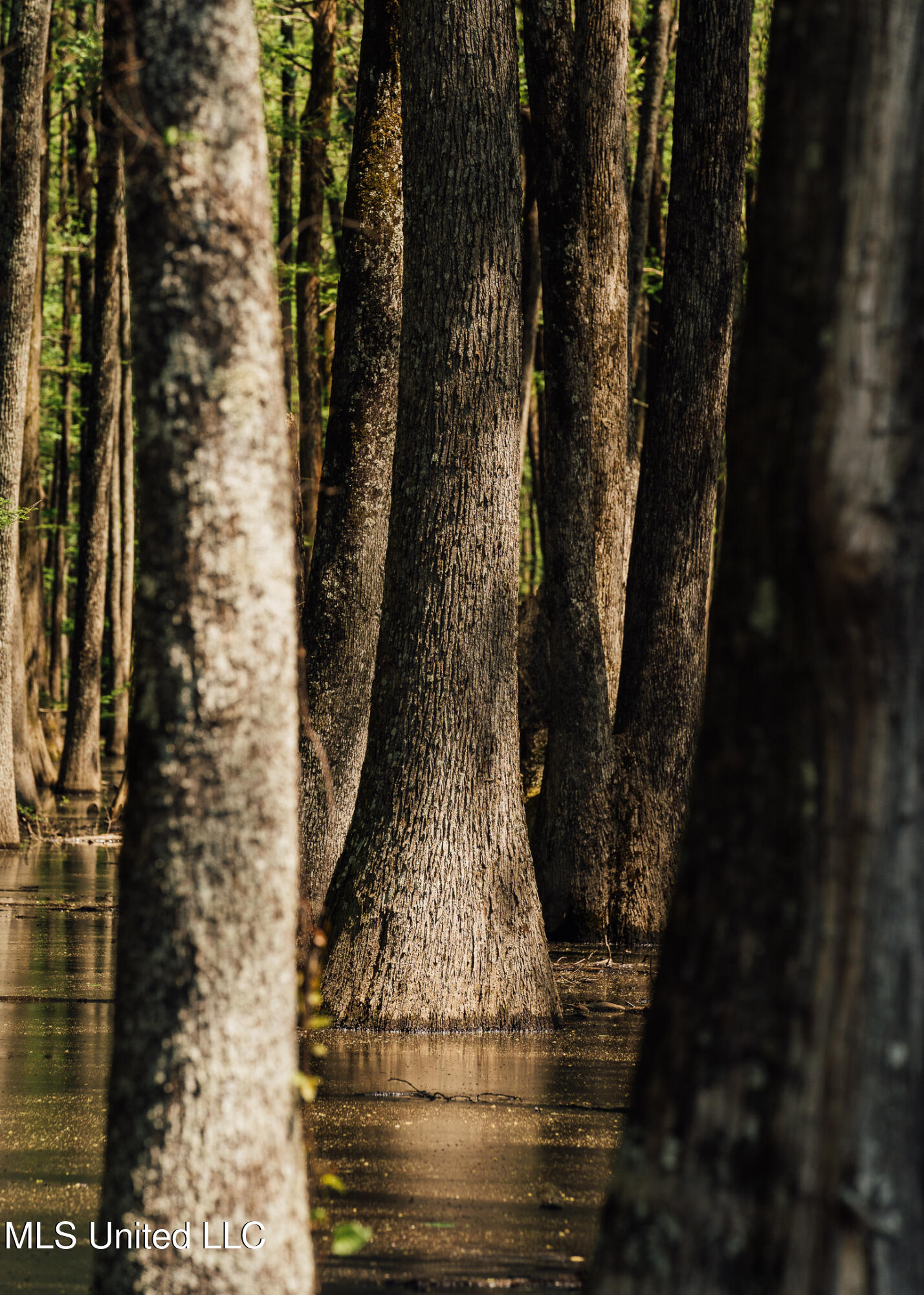 176 County Road Sidon, MS 38954 - Photo 52 of 59 200 Leflore Holly Grove Pics-44