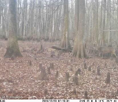 176 County Road Sidon, MS 38954 - Photo 56 of 58 IMG_8619