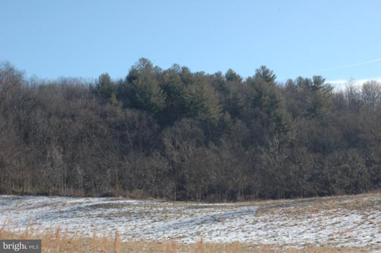 Yancy Road Woodville, VA 22749 - Photo 3 of 13 Evergreen Forest