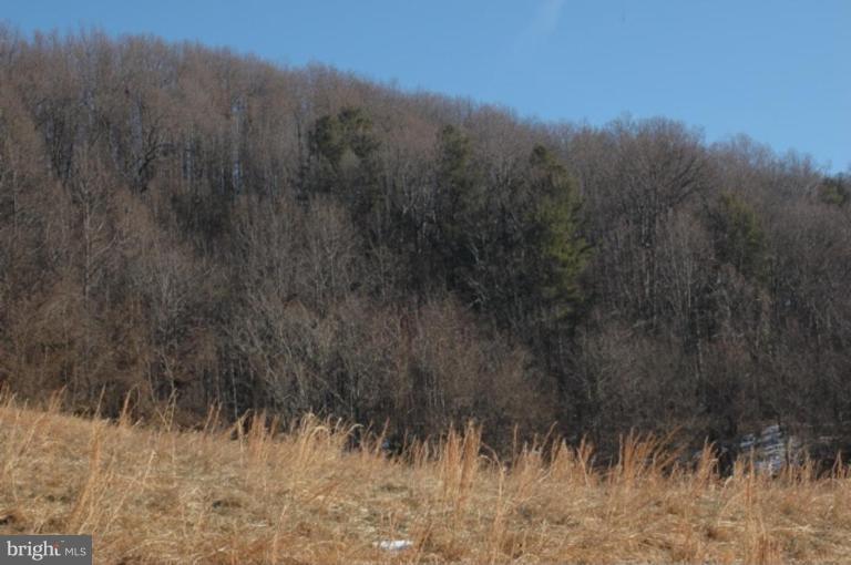Yancy Road Woodville, VA 22749 - Photo 4 of 13 Hardwood Forest