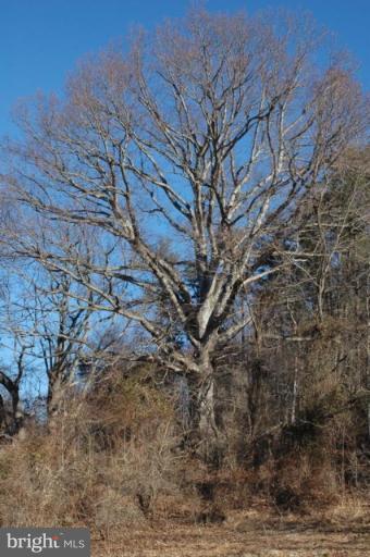 Yancy Road Woodville, VA 22749 - Photo 8 of 13 Majestic White Oak