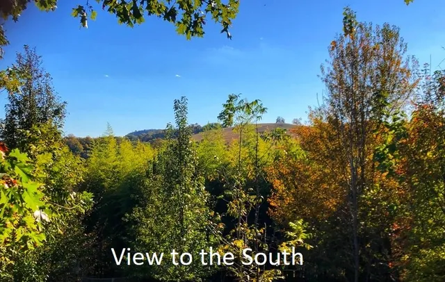 a view of a bunch of trees