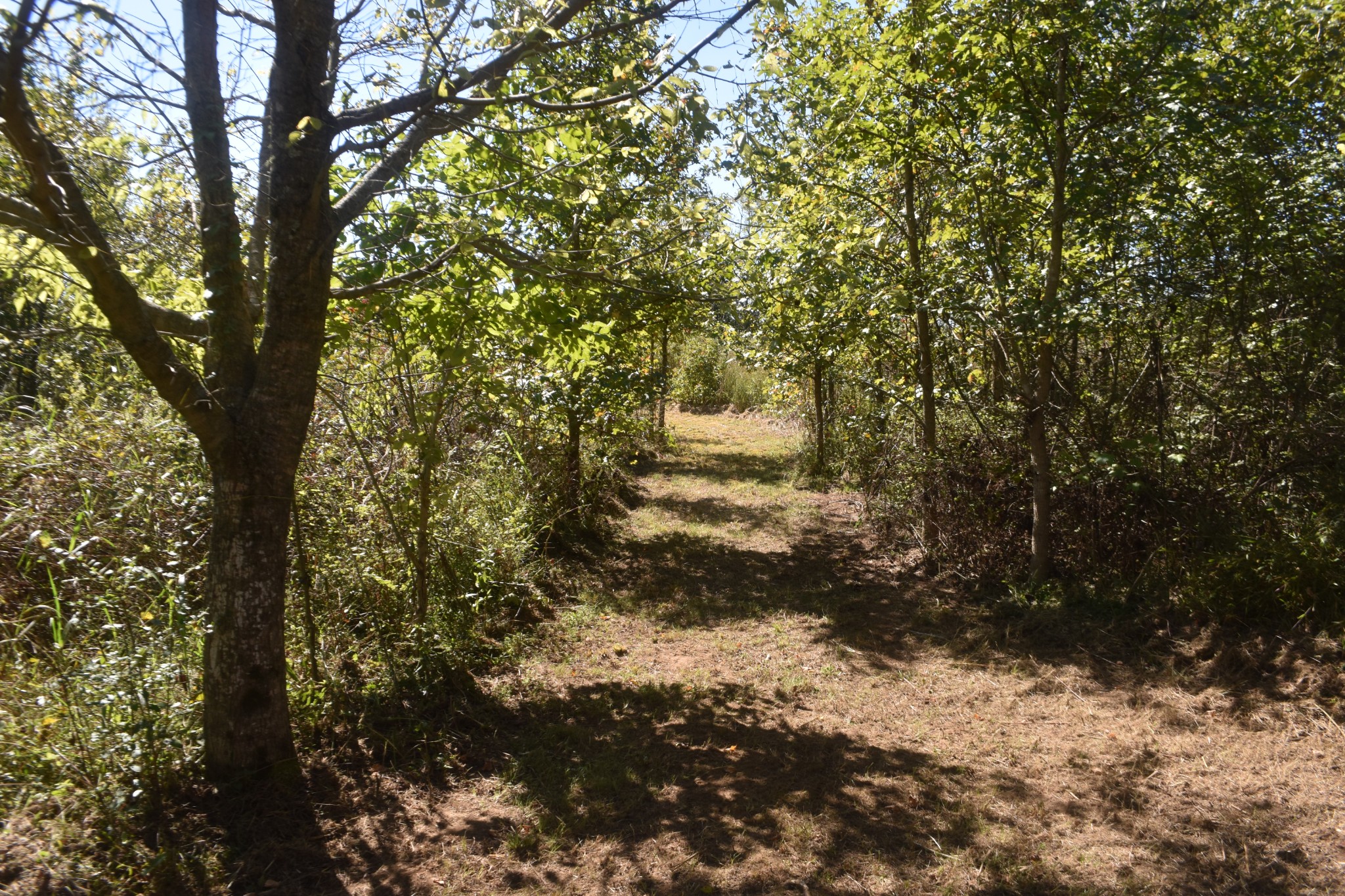 0 New Lake Road Lewisburg, TN 37091 - Photo 16 of 35