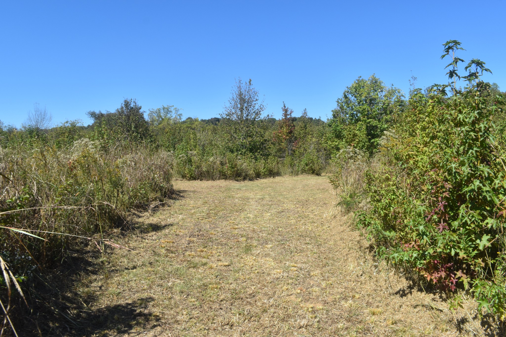 0 New Lake Road Lewisburg, TN 37091 - Photo 20 of 35 a view of a yard with a tree