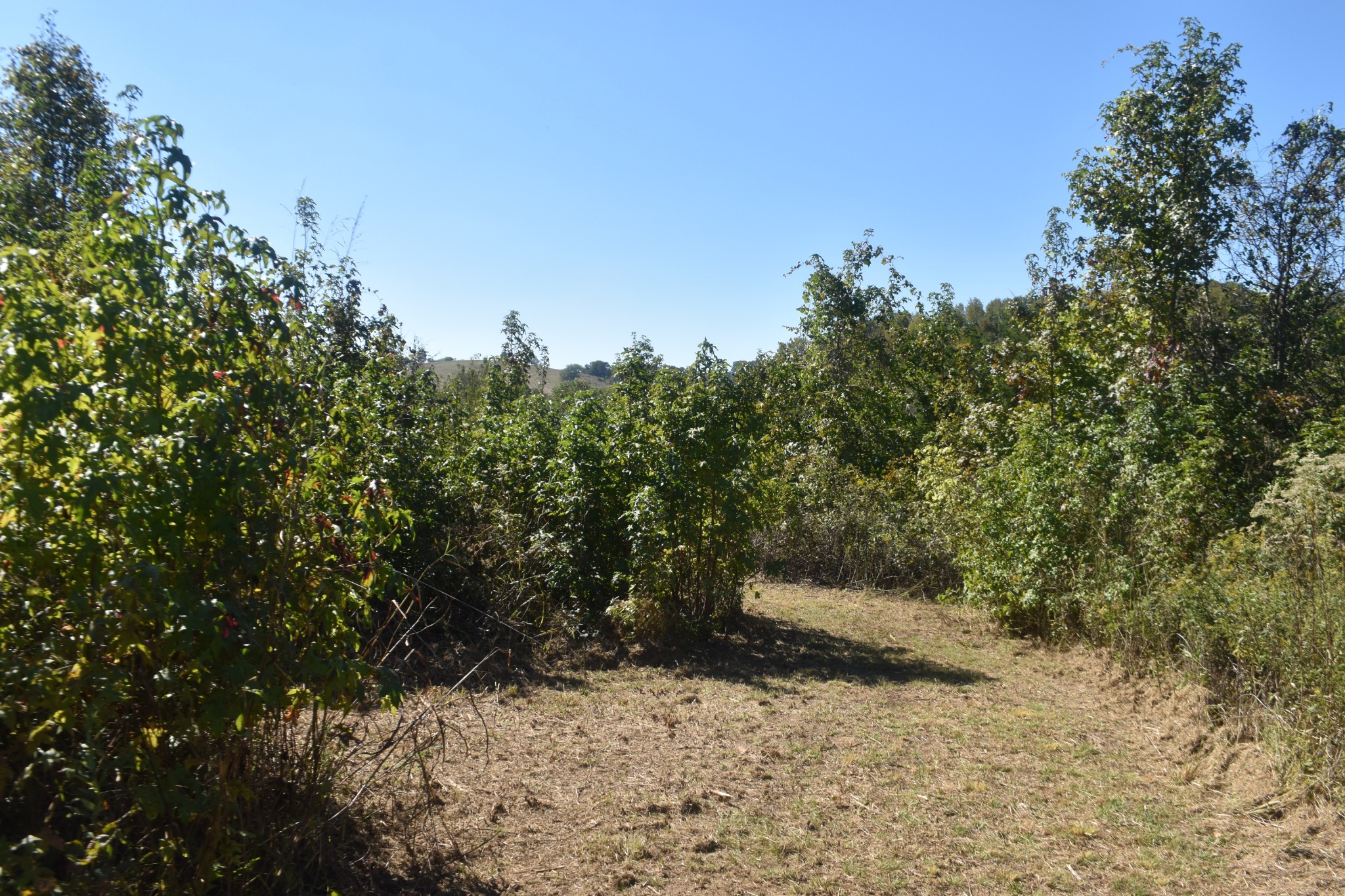 0 New Lake Road Lewisburg, TN 37091 - Photo 24 of 35