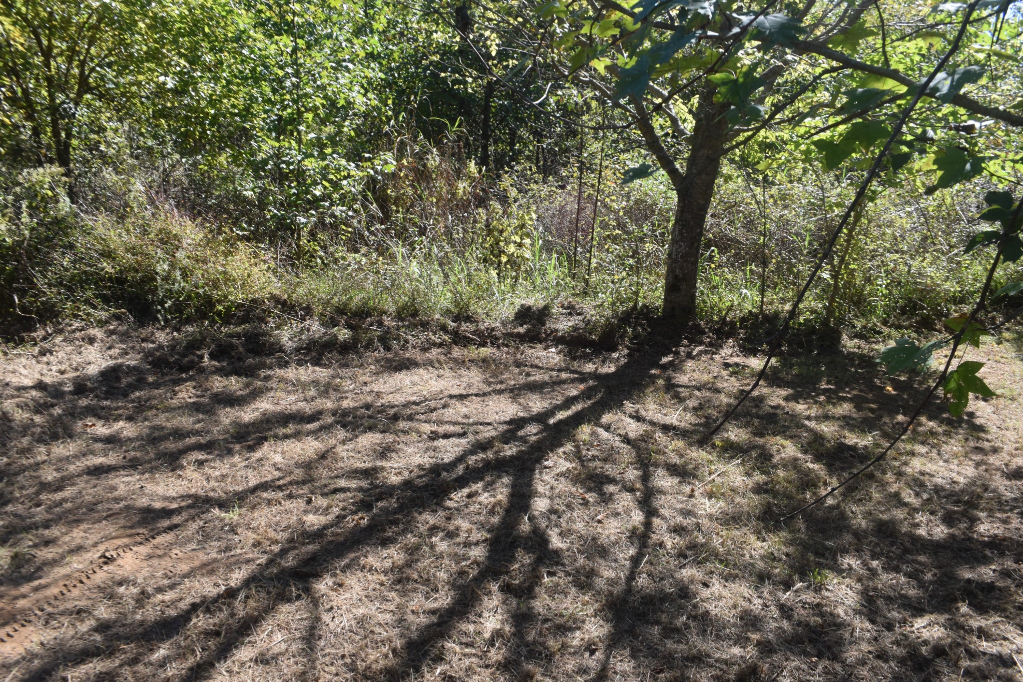 0 New Lake Road Lewisburg, TN 37091 - Photo 26 of 35 a view of a forest with trees