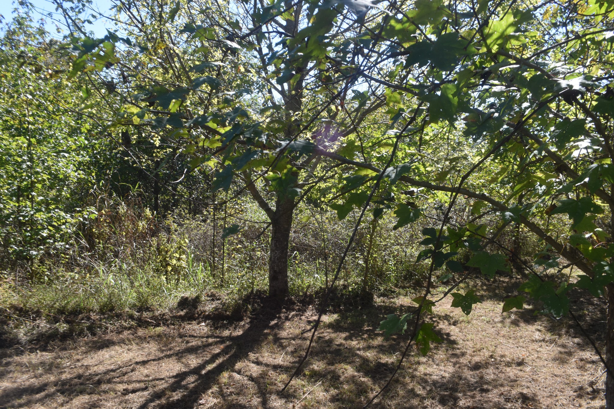 0 New Lake Road Lewisburg, TN 37091 - Photo 27 of 35 a view of a forest with trees in the background