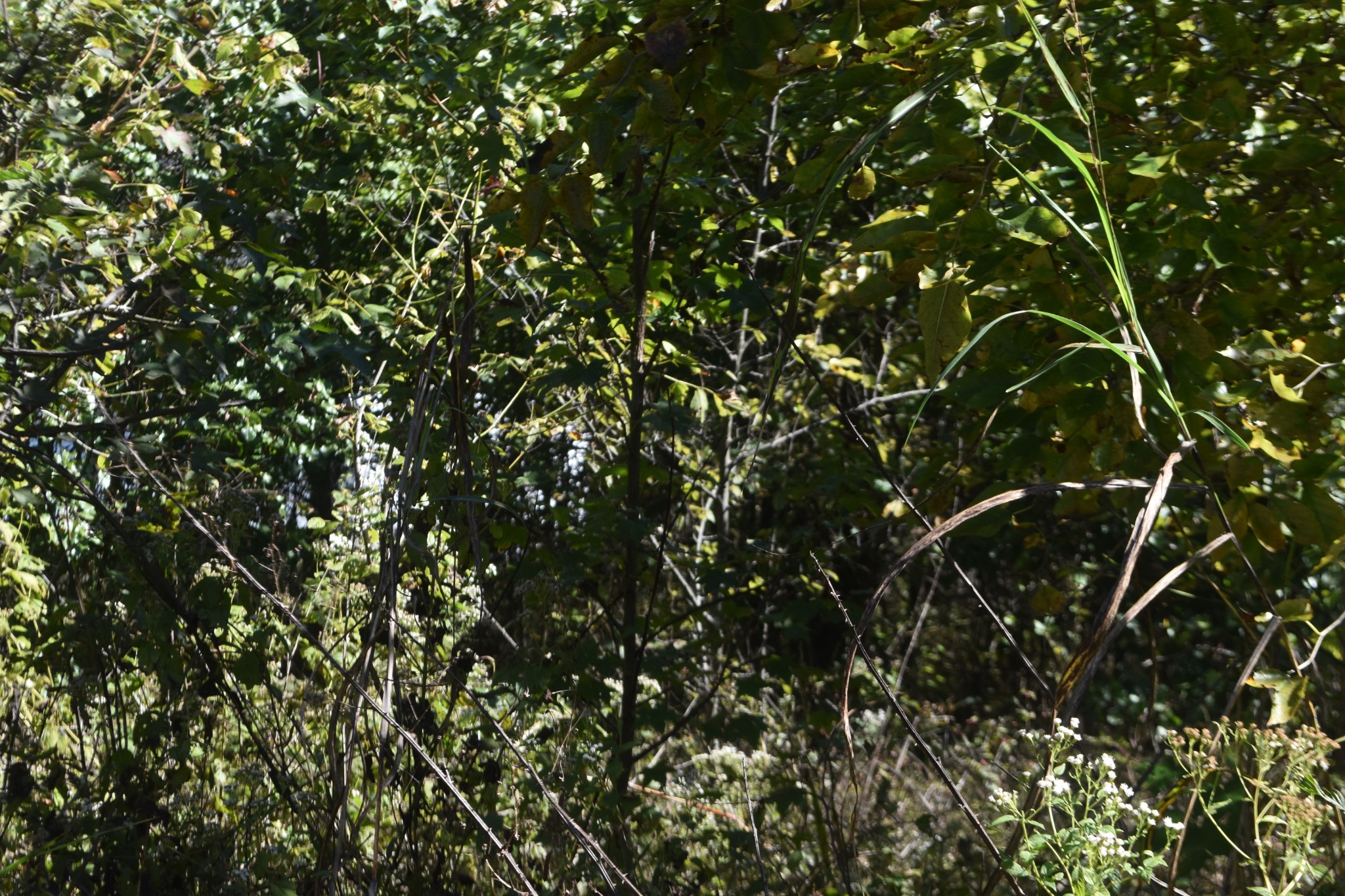 0 New Lake Road Lewisburg, TN 37091 - Photo 28 of 35