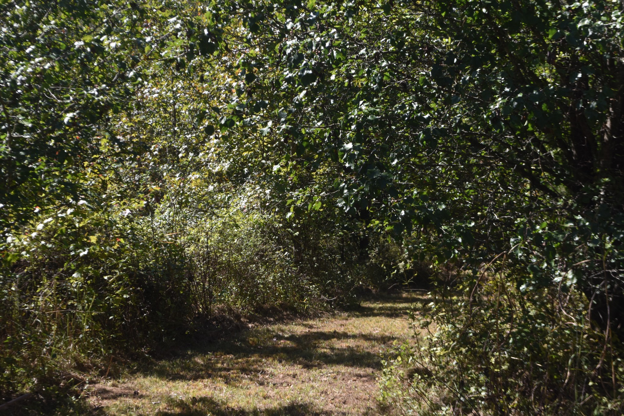 0 New Lake Road Lewisburg, TN 37091 - Photo 30 of 35 a view of a tree