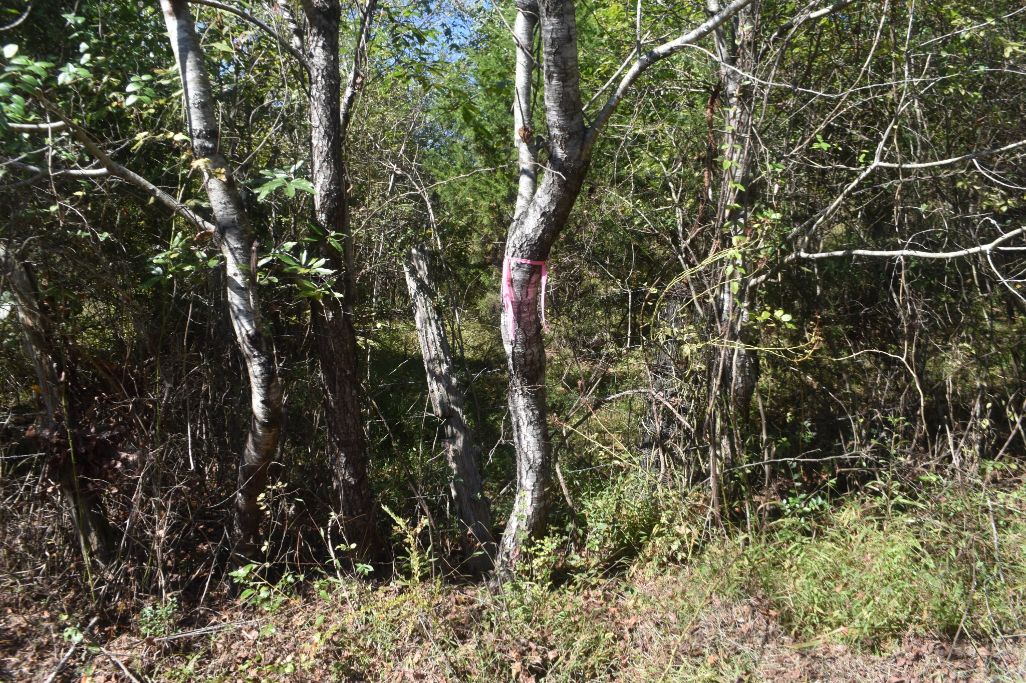 0 New Lake Road Lewisburg, TN 37091 - Photo 33 of 35