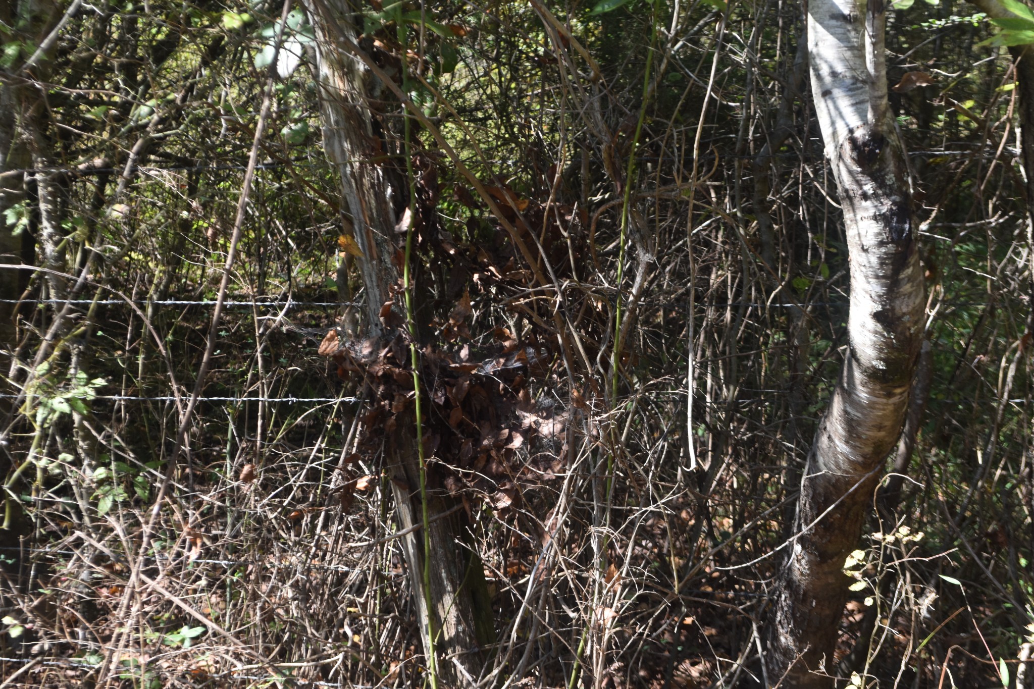 0 New Lake Road Lewisburg, TN 37091 - Photo 34 of 35 a close up of a plant