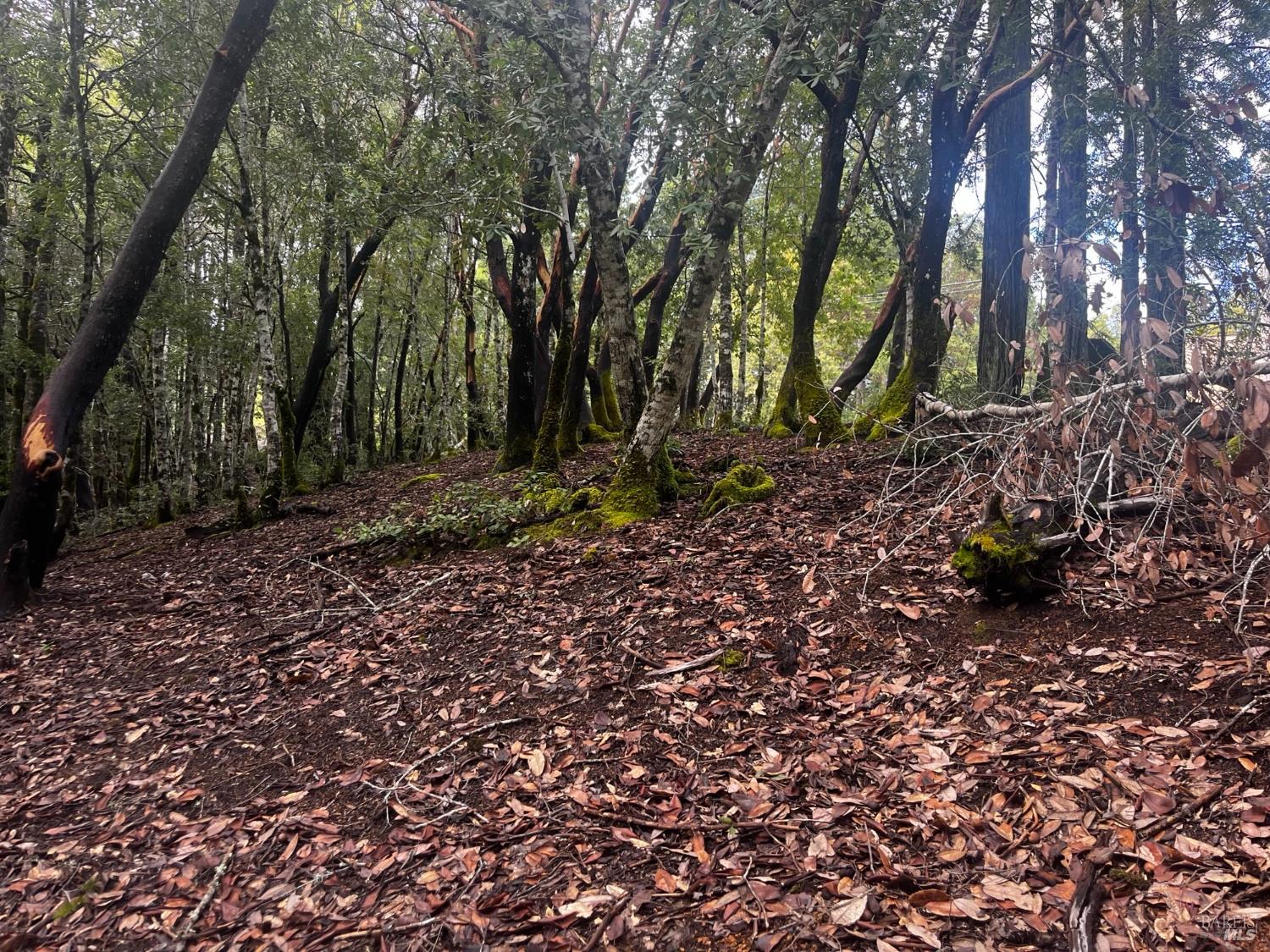 2149 Goose Road Willits, CA 95490 - Photo 3 of 8