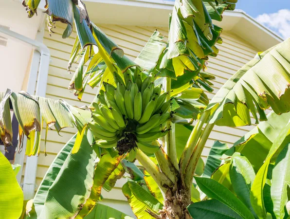 a view of a yellow plant with a plant