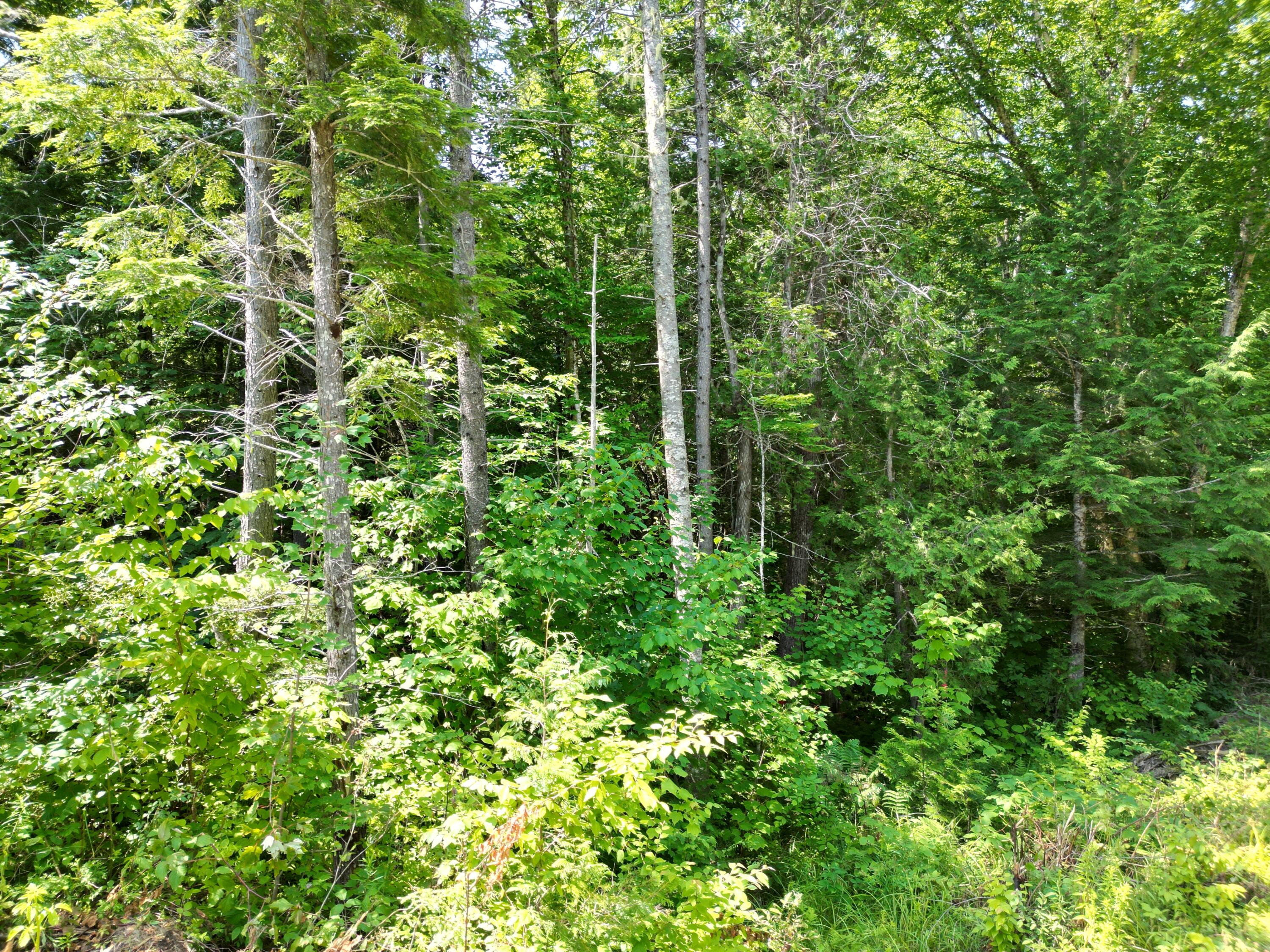 Lot 5 Moores Road Springfield, ME 04487 - Photo 18 of 18 DJI_0968
