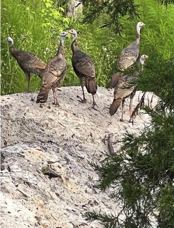0 Clayton Road Cedar Key, FL 32625 - Photo 15 of 22 a view of a backyard