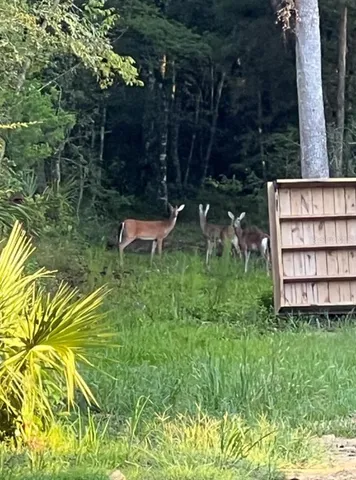 a backyard of a house with lots of green space and fountain