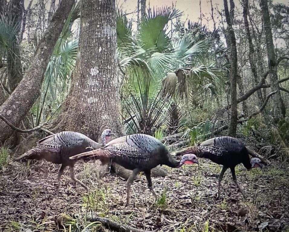 0 Clayton Road Cedar Key, FL 32625 - Photo 17 of 19 a view of a yard and porch