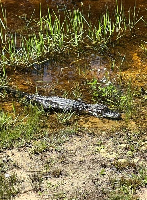 0 Clayton Road Cedar Key, FL 32625 - Photo 17 of 22 a view of a yard