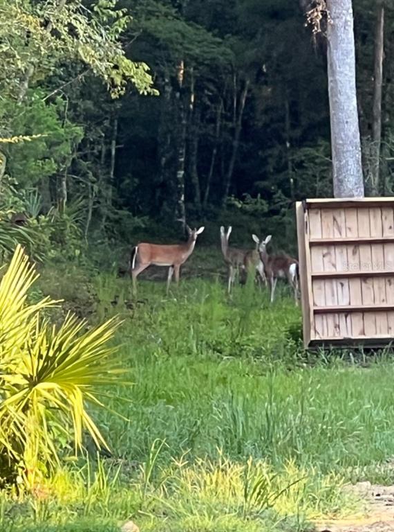 0 Clayton Road Cedar Key, FL 32625 - Photo 19 of 22 a backyard of a house with lots of green space and fountain