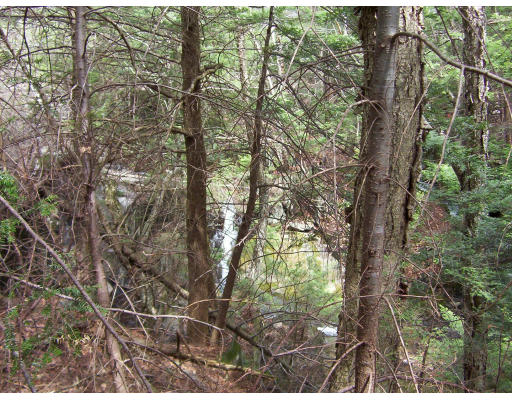 11 Huntington Road Worthington, MA 01098 - Photo 9 of 10 a view of forest