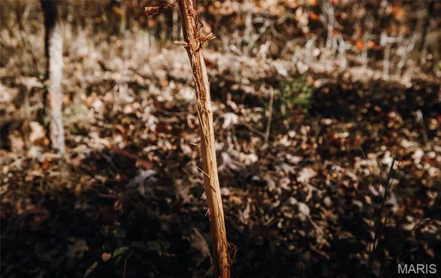 $225,000 | 0 County Road 748, Centerville, MO 63633