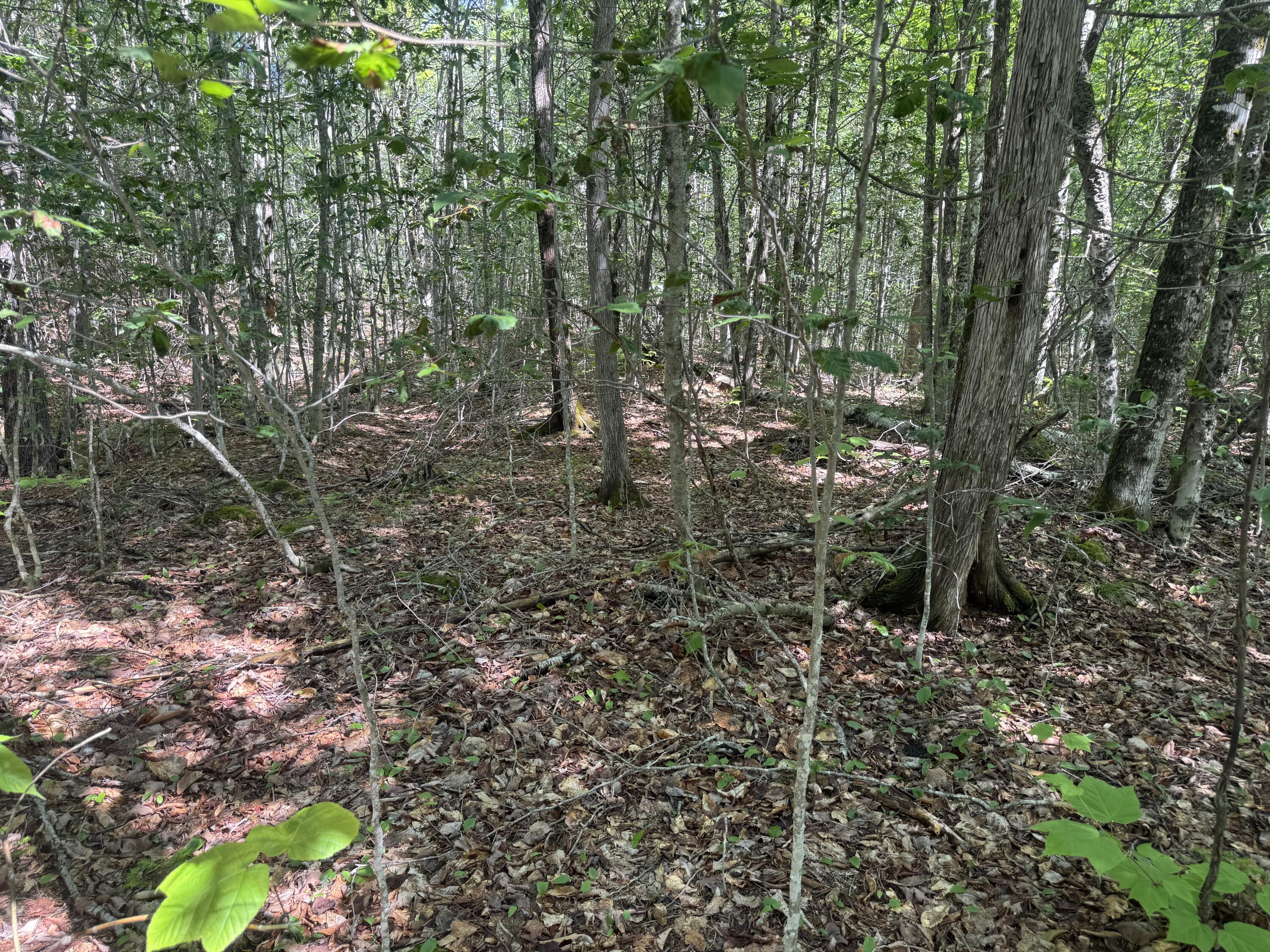 Lot 7 Curtis Farm Road Lincoln, ME 04457 - Photo 5 of 21