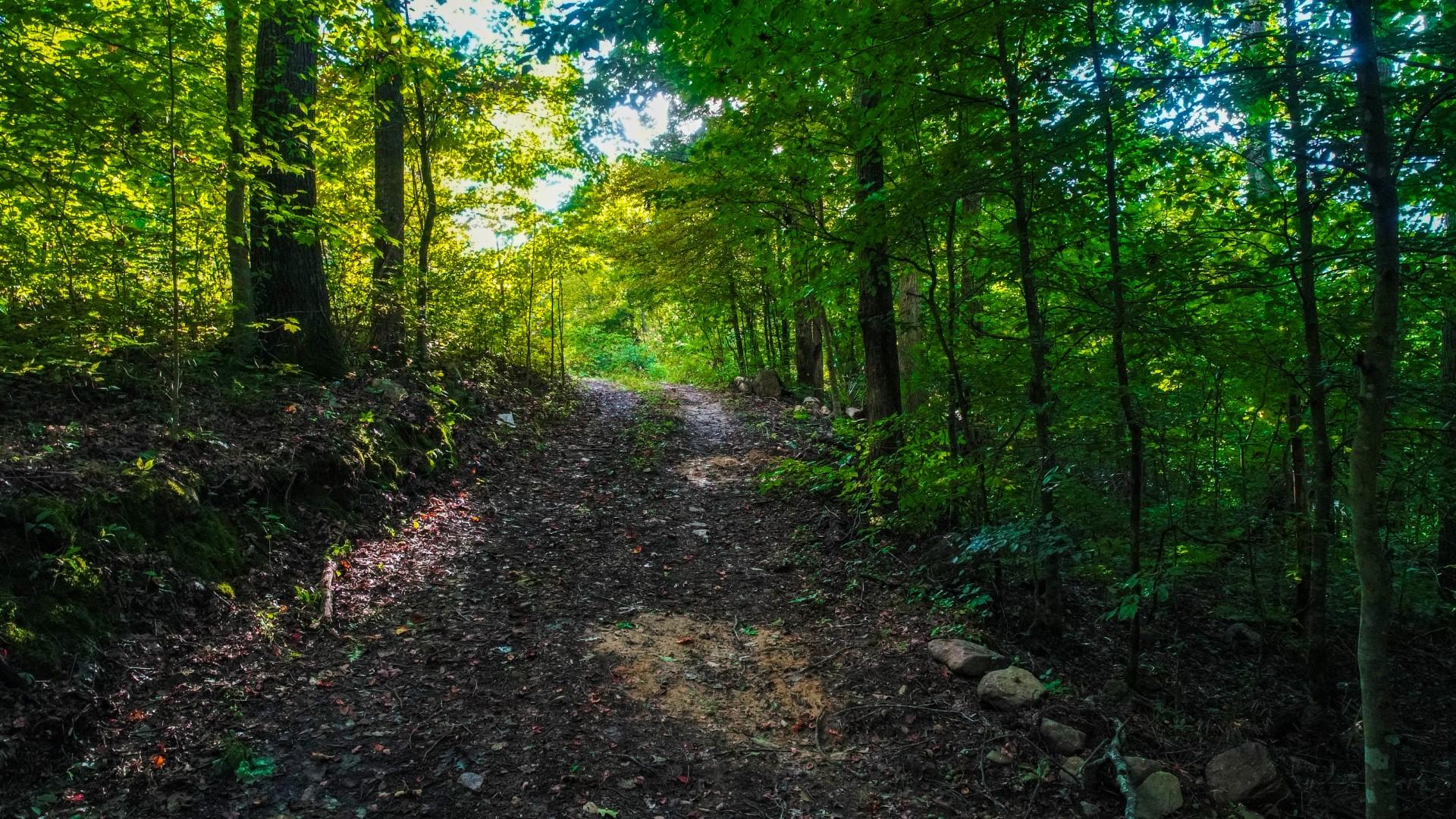 Maple Lane Newport, TN 37821 - Photo 9 of 25 DJI_0031