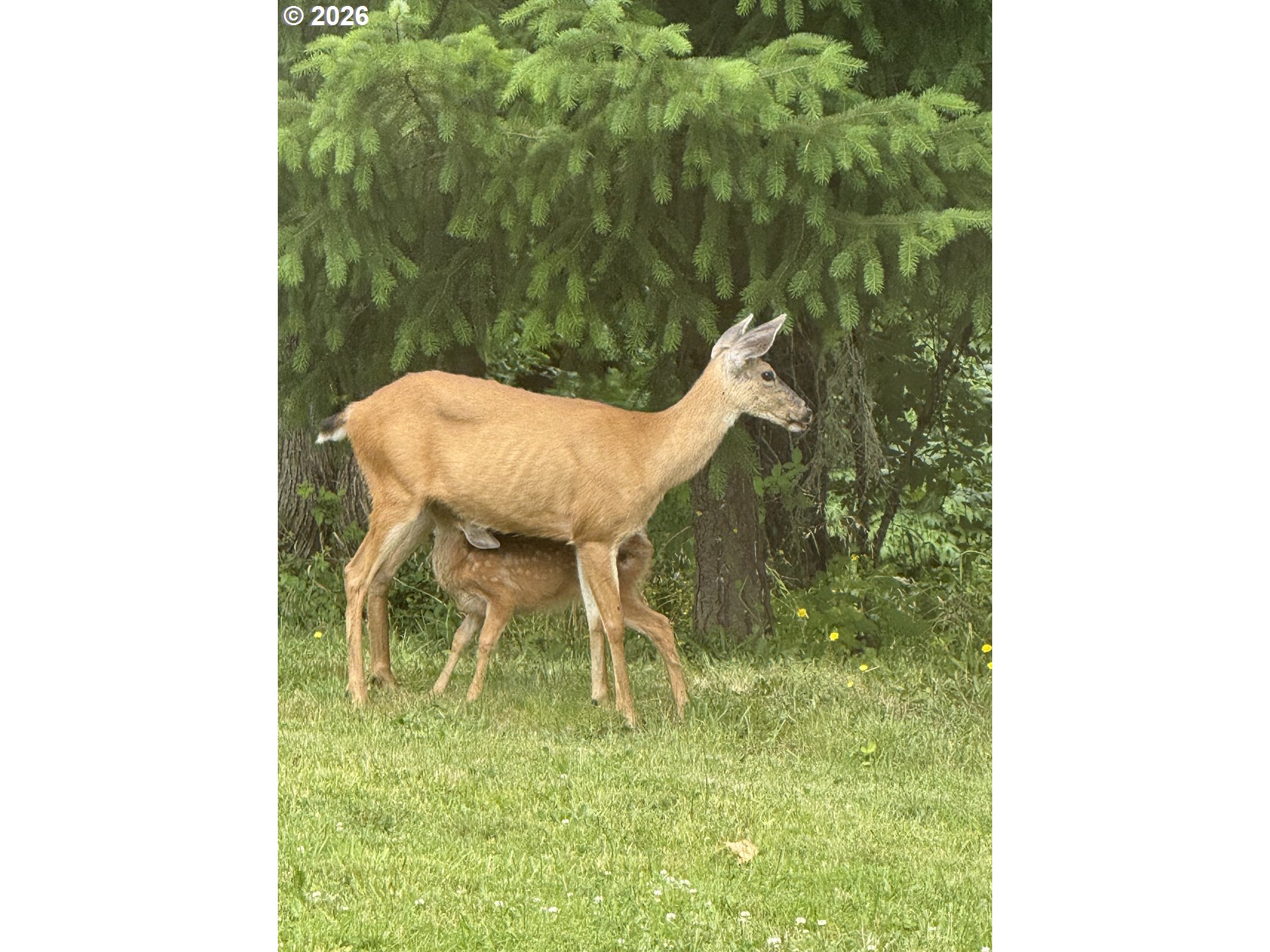 9460 Southeast Jeanne Road, Unit 7200 Happy Valley, OR 97086 - Photo 48 of 48