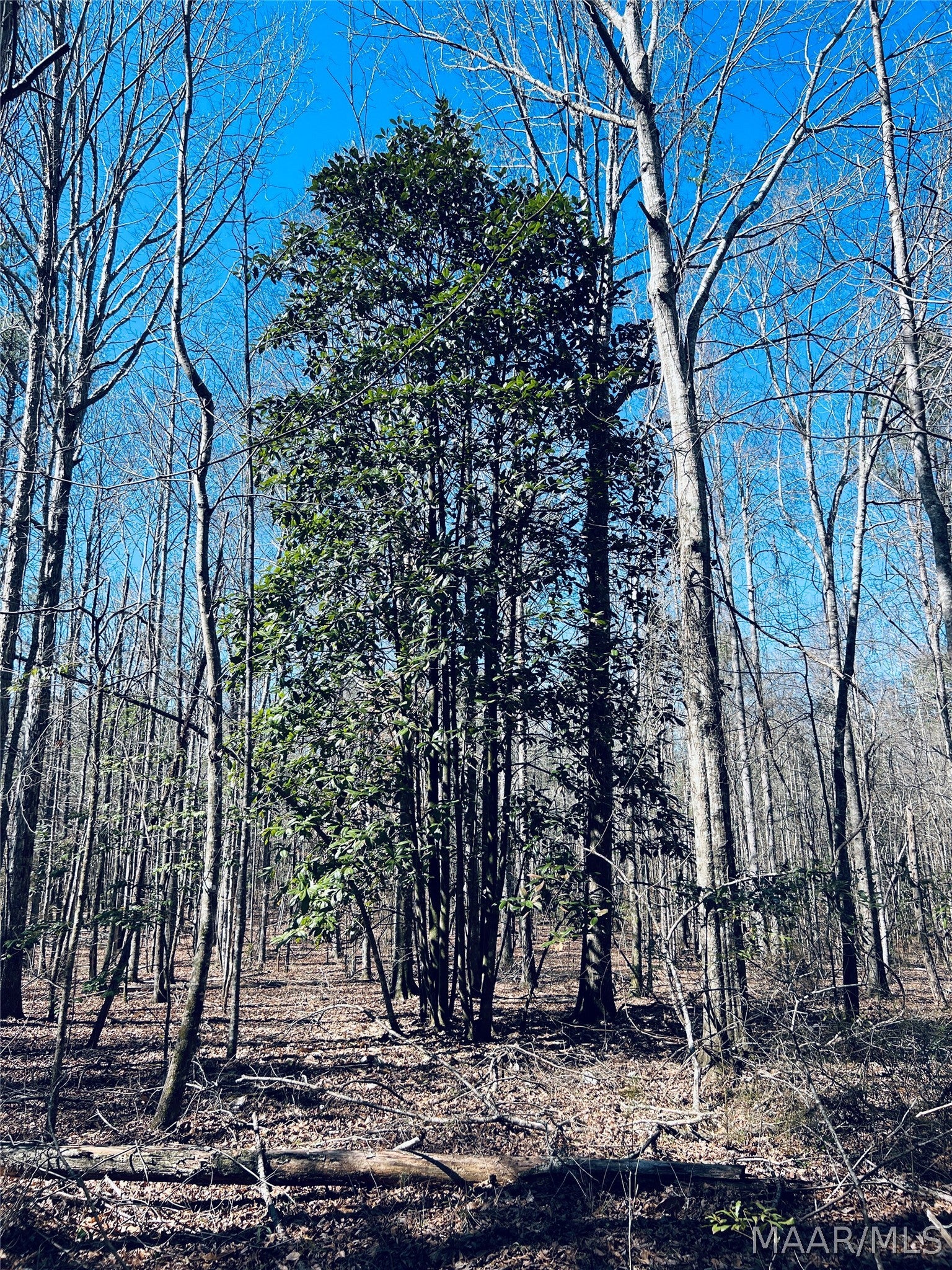 0 Old Meriwether Trail Lapine, AL 36046 - Photo 15 of 25 Gallery Image 15