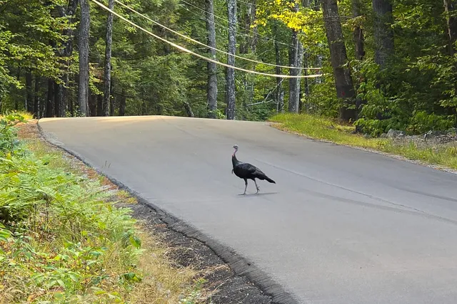 $499,000 | 0 Page Hill Road, Chocorua, NH 03817