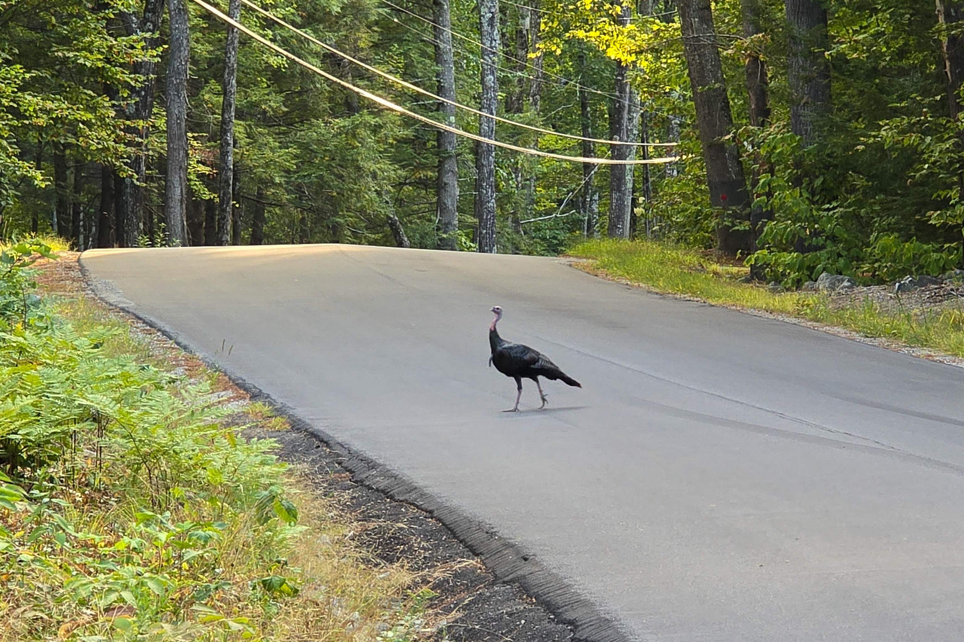 0 Page Hill Road Chocorua, NH 03817 - Photo 14 of 24